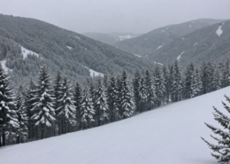 Snowfall at Abetone captured by a webcam, showing a winter landscape with snow-covered trees and slopes.